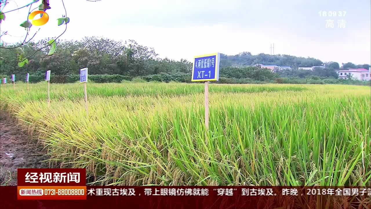 会“挑食”的杂交水稻 吸镉量最高下降90%