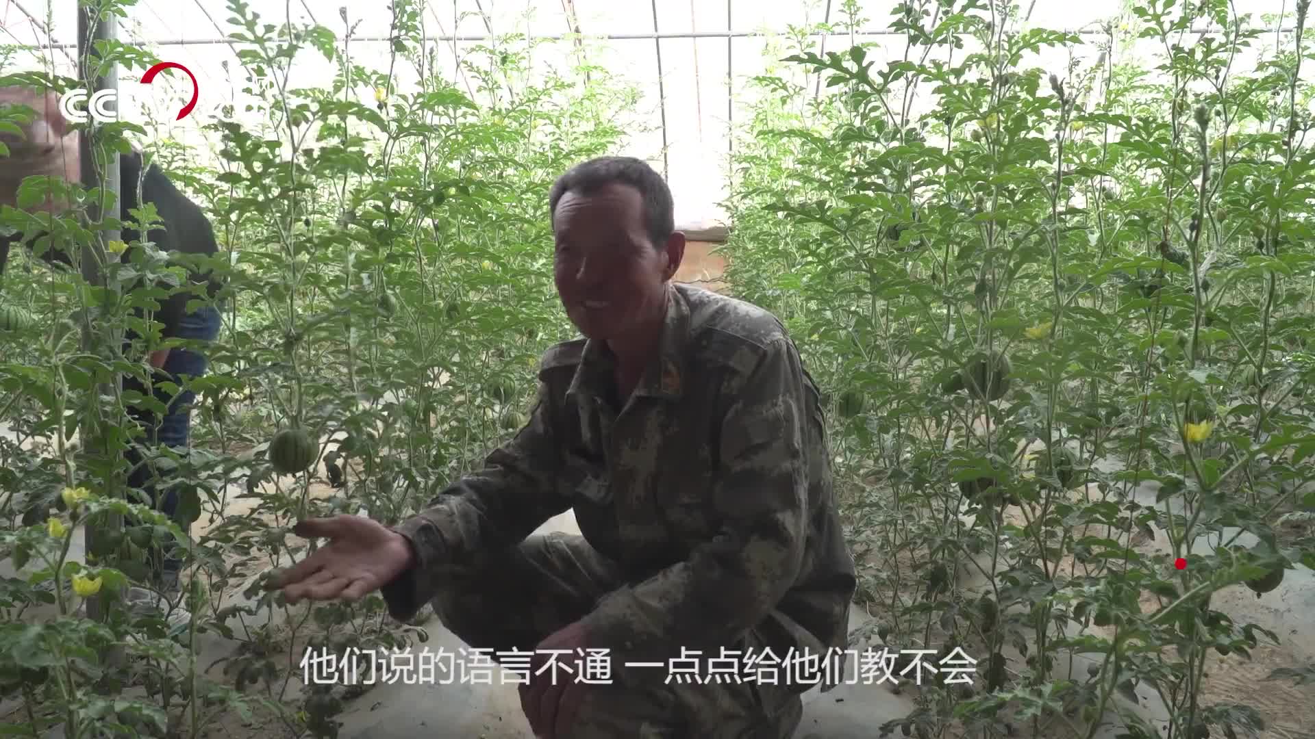 [视频]【新时代·幸福美丽新边疆】陕西农民在“生命的禁区”种出“瓜果飘香”