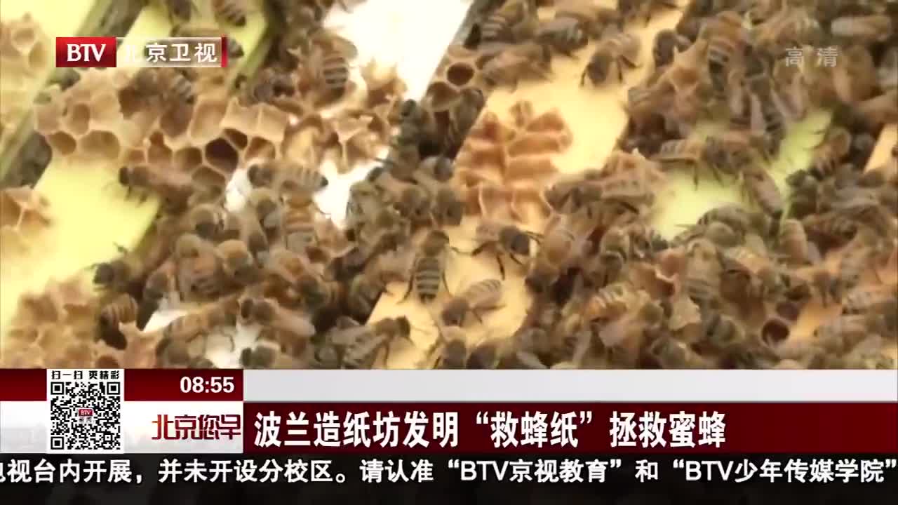 [视频]波兰造纸坊发明“救蜂纸”拯救蜜蜂