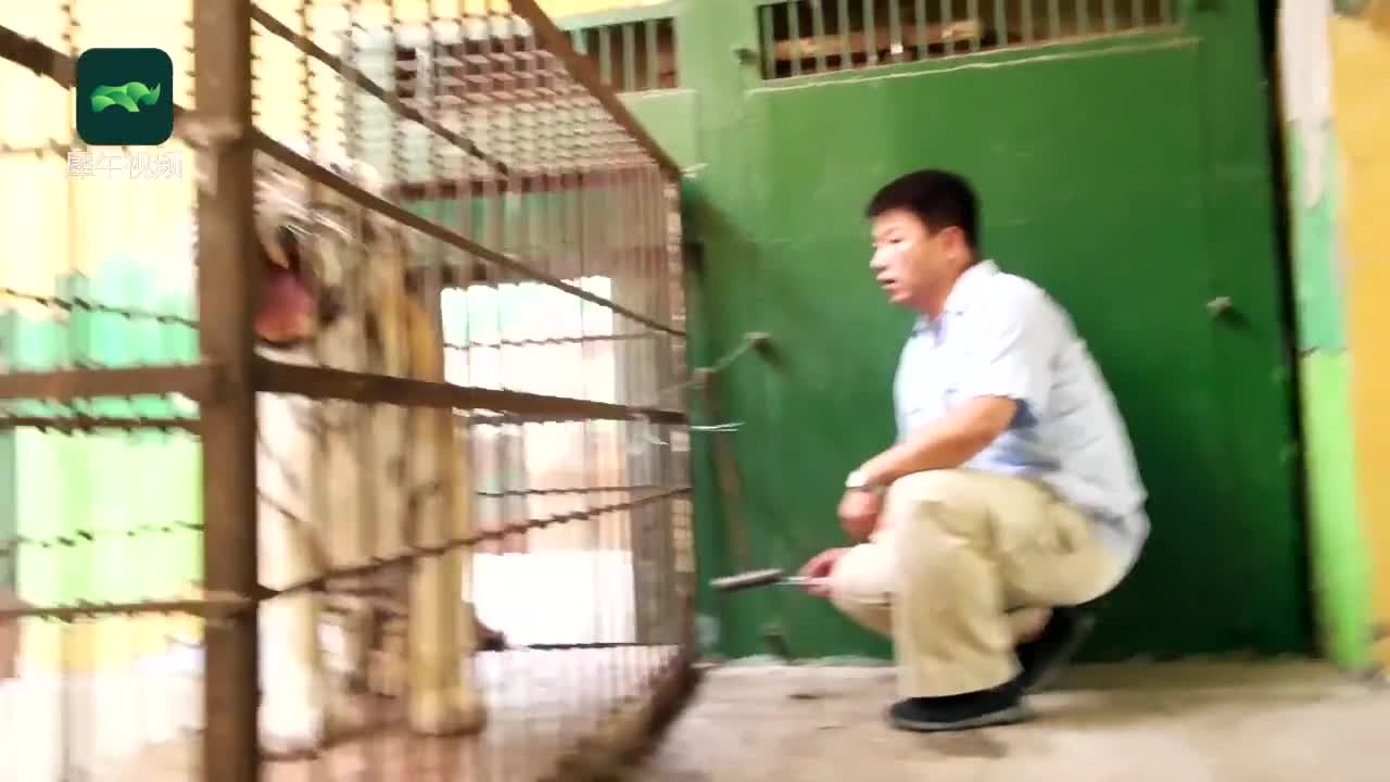 [视频]老虎屁股上扎一针 需要勇气的技术活