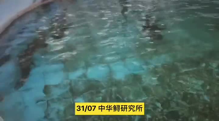 [视频]【大江奔流——来自长江经济带的报道】让中华鲟成为长江生态保护的金名片