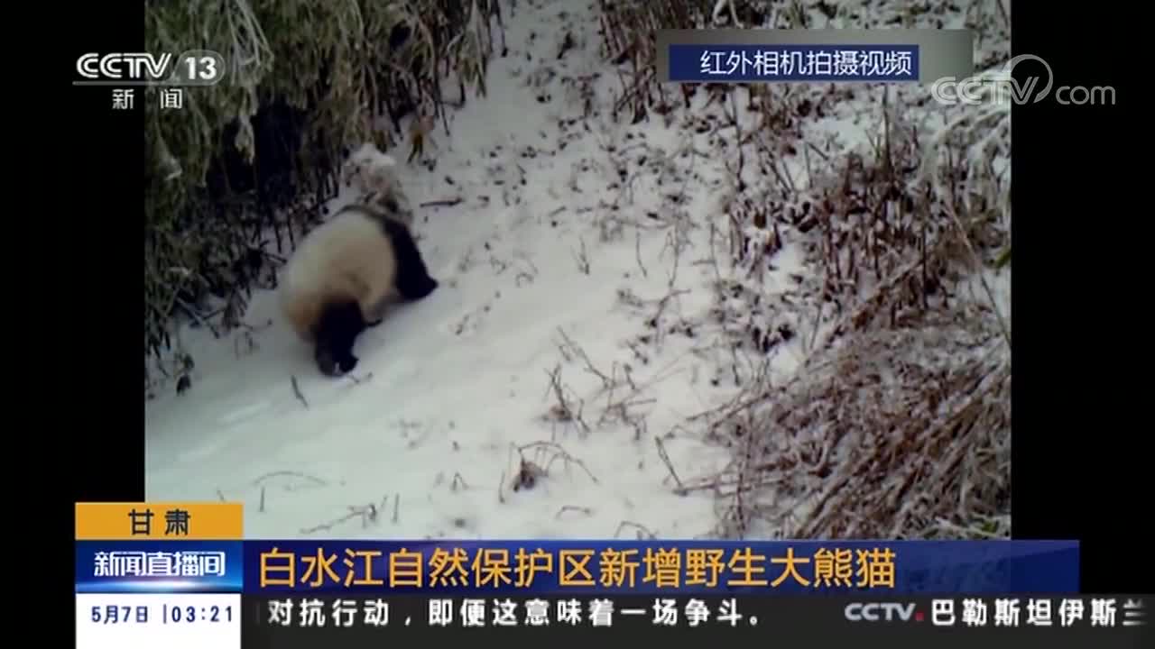 [视频]甘肃 白水江自然保护区新增野生大熊猫