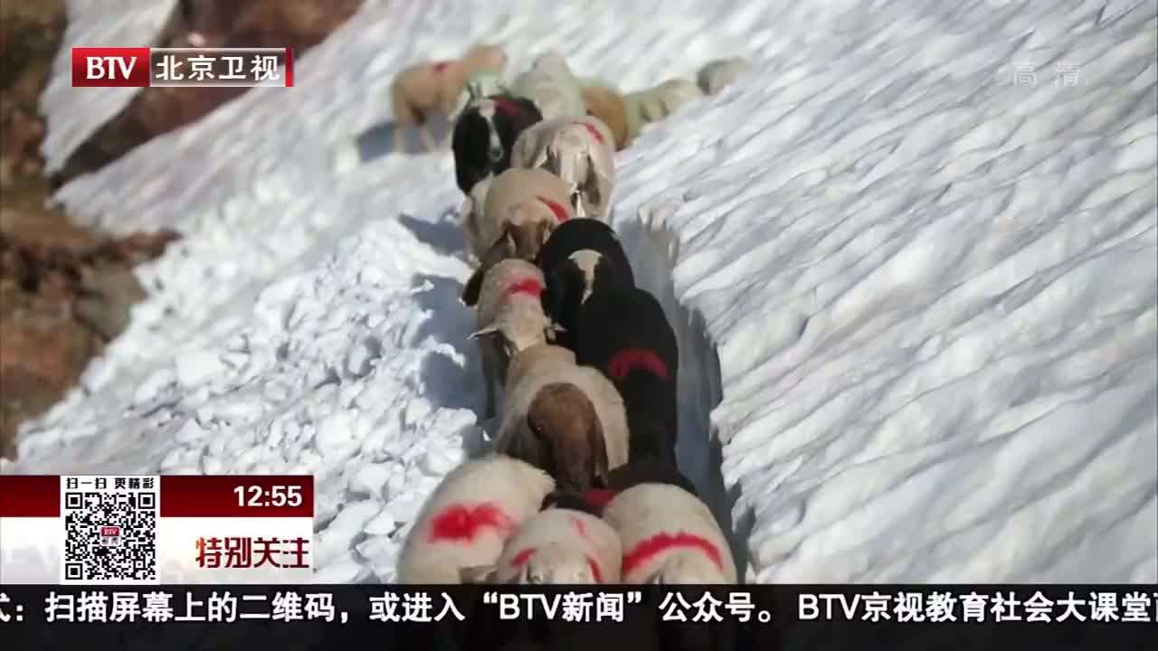 [视频]意大利羊群跋山涉水跨国放牧