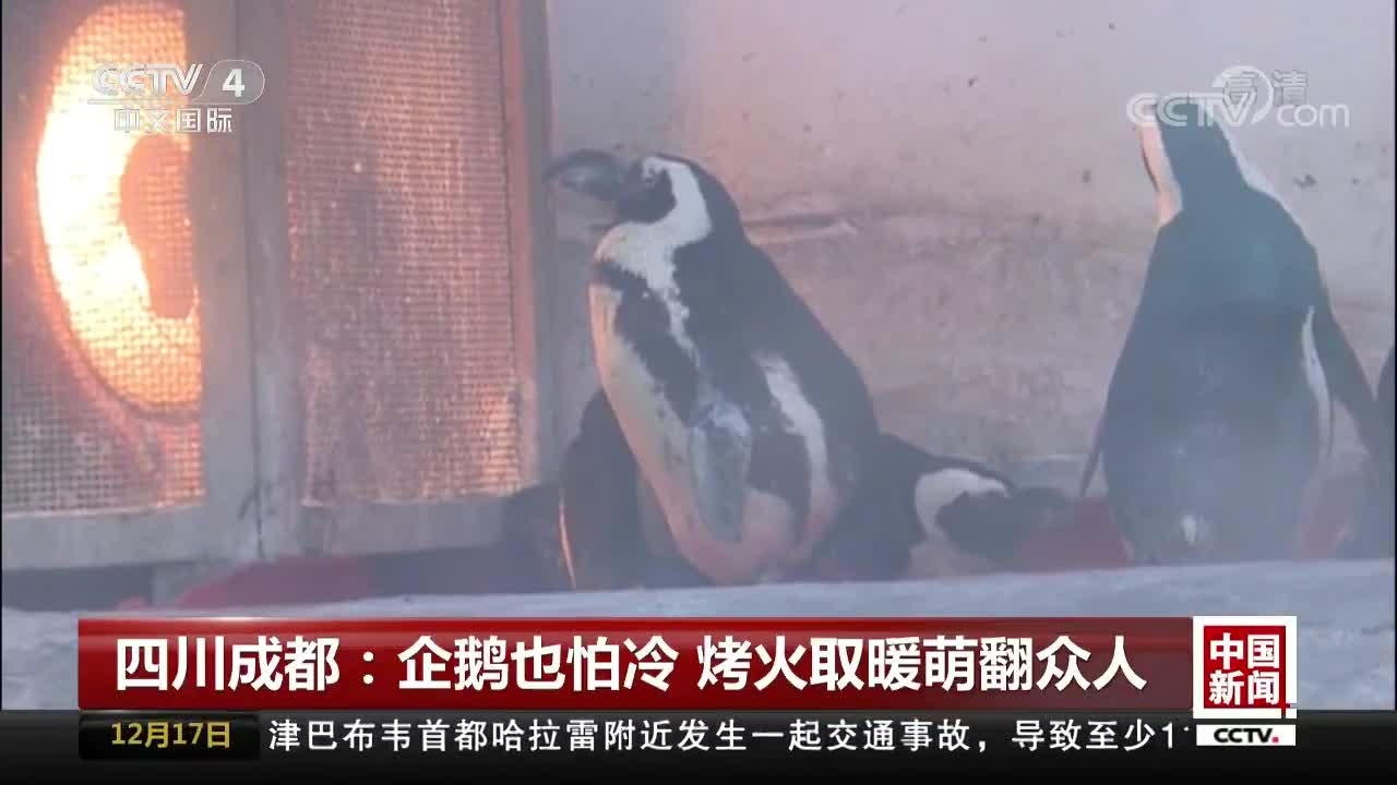 [视频]企鹅也怕冷 烤火取暖萌翻众人