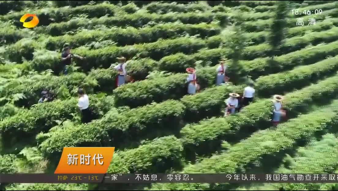 [新时代 新担当 新作为]攻坚克难在一线 梁金华：扎根瑶乡 致富一方