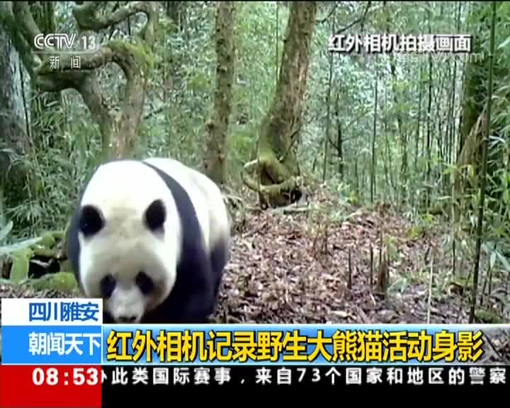 [视频]四川雅安：红外相机记录野生大熊猫活动身影