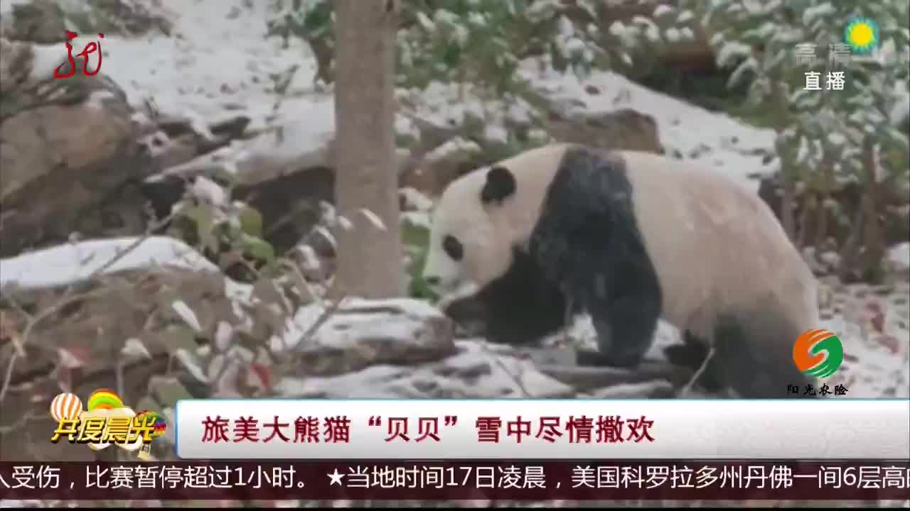 [视频]旅美大熊猫“贝贝”雪中尽情撒欢