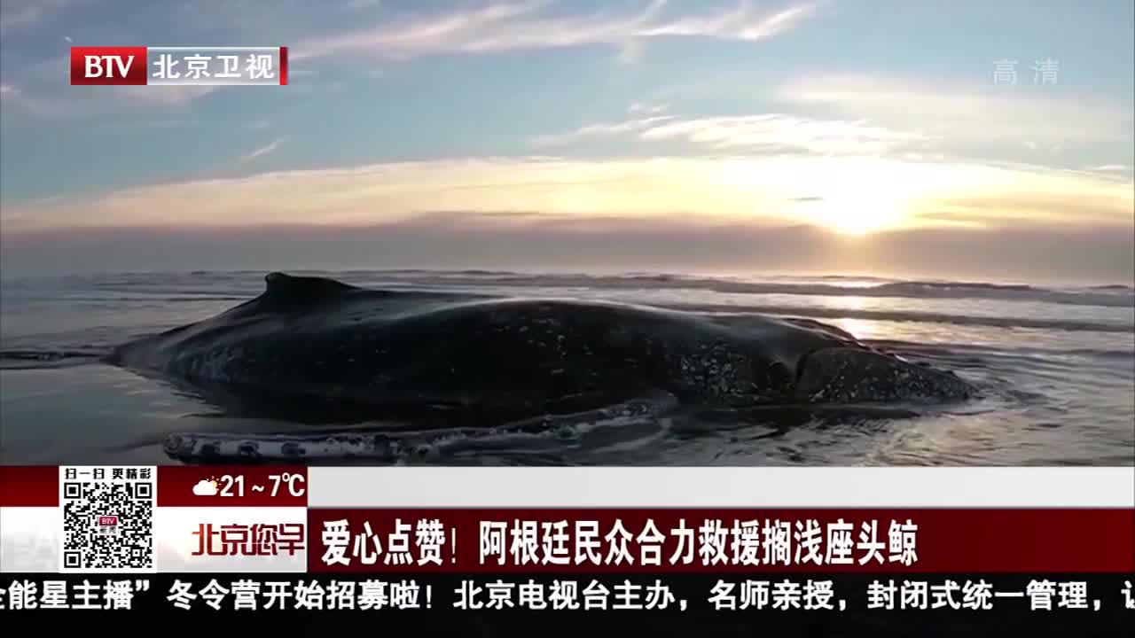 [视频]爱心点赞！阿根廷民众合力救援搁浅座头鲸