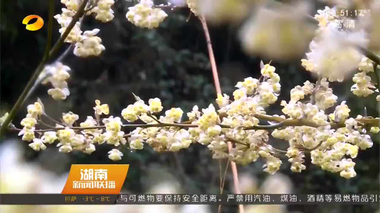 怀化靖州：木姜子花开 满山金灿灿