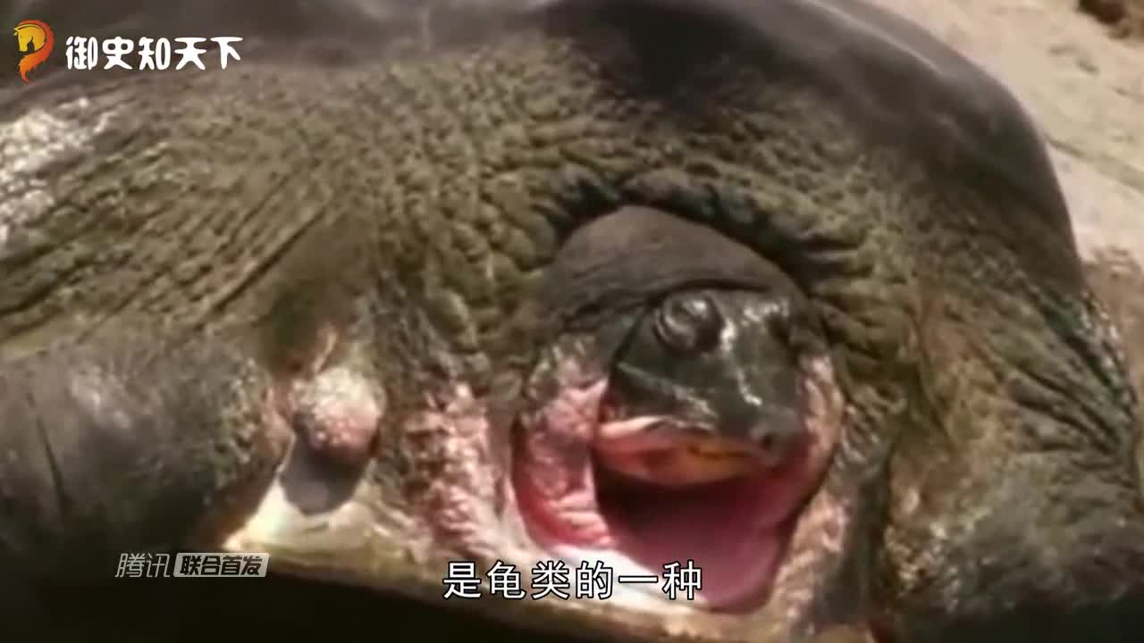 [视频]被人类吃到仅剩3只的“龟”