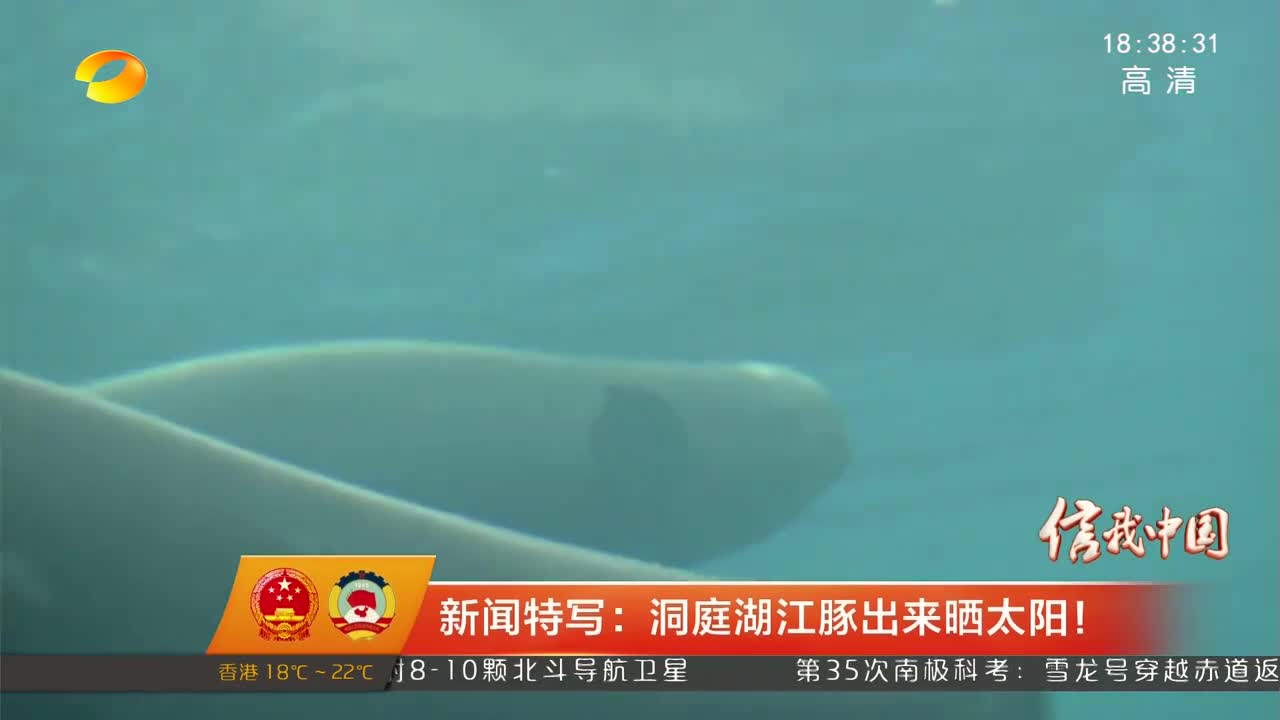 新闻特写：洞庭湖江豚出来晒太阳！
