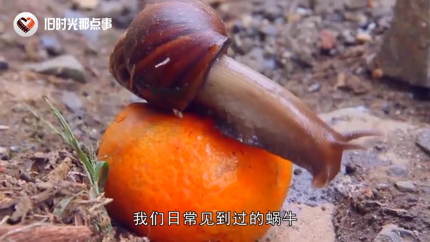 [视频]世界上最大的蜗牛 体长超过30厘米 比乌龟还要大