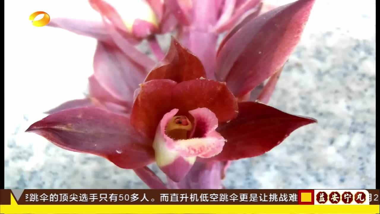 湖南首株!“无叶美冠兰”国家重点保护野生植物