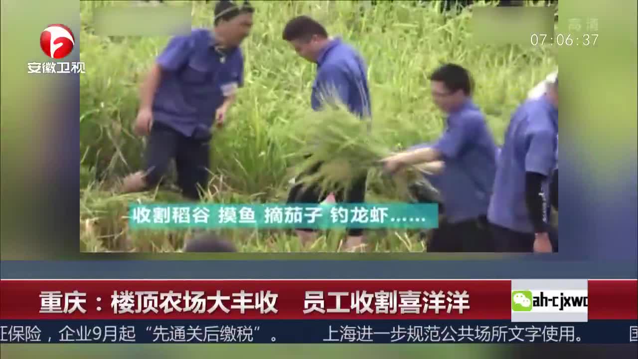 [视频]重庆：楼顶农场大丰收 员工收割喜洋洋