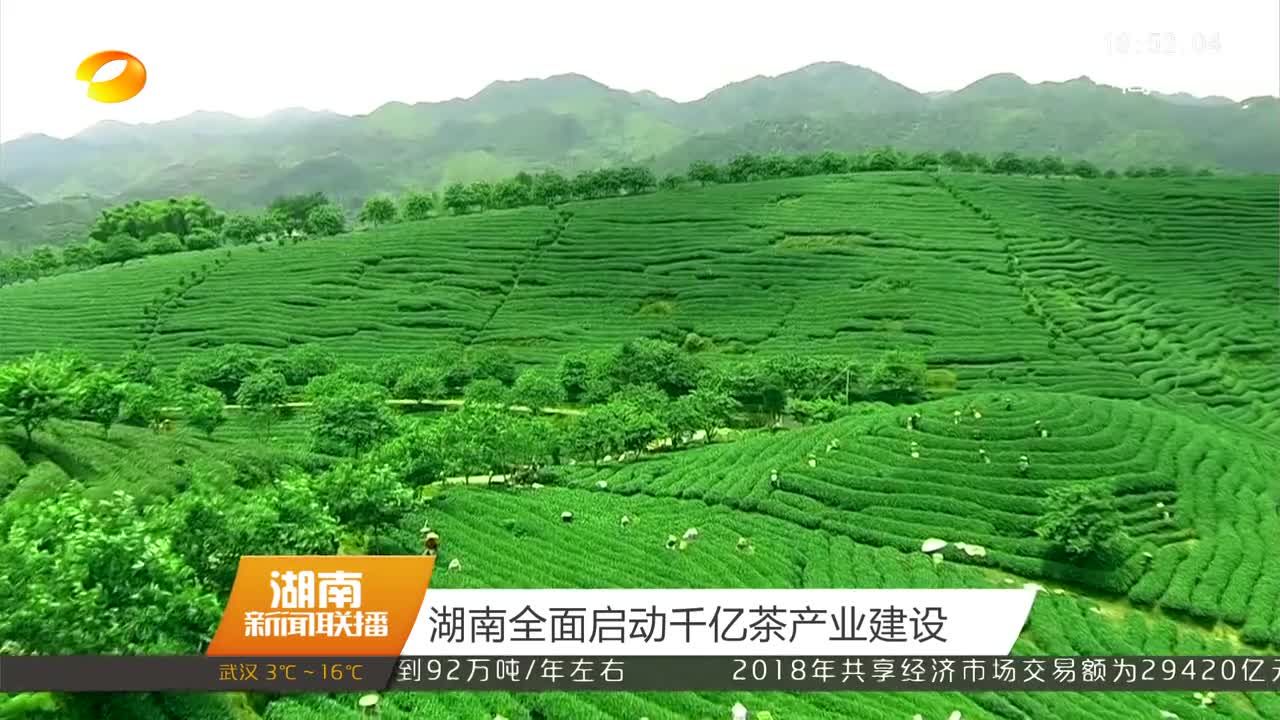 湖南全面启动千亿茶产业建设