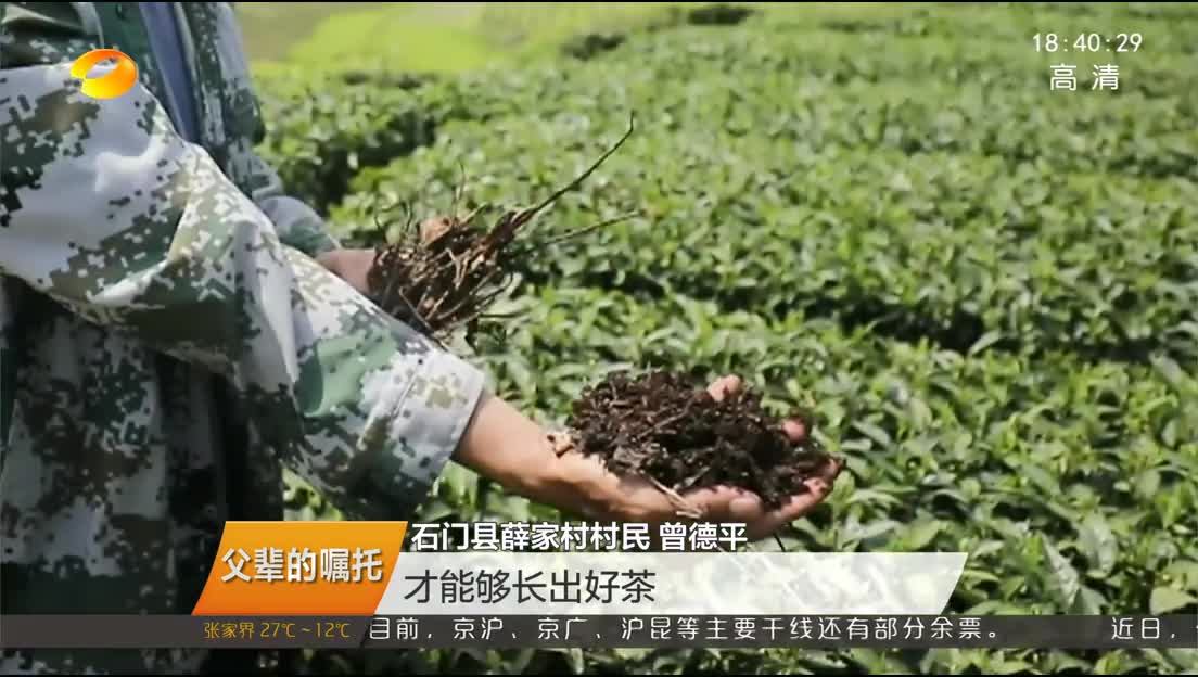 （父辈的嘱托）王婷：“共富茶”致富薛家村