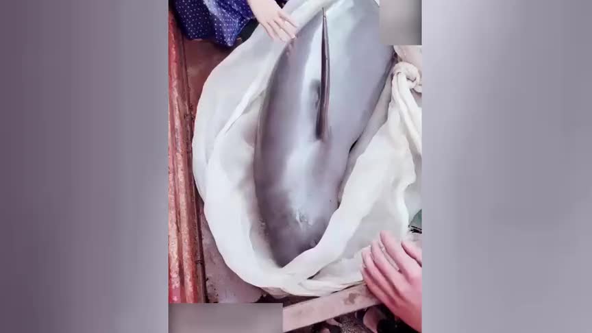 [视频]俩小伙花1500元买海豚放生：它正在哭