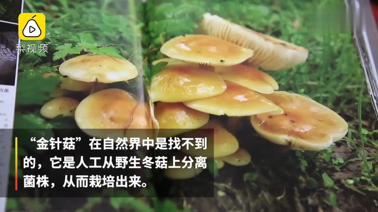 [视频]涨知识，金针菇是新物种，自然界没有