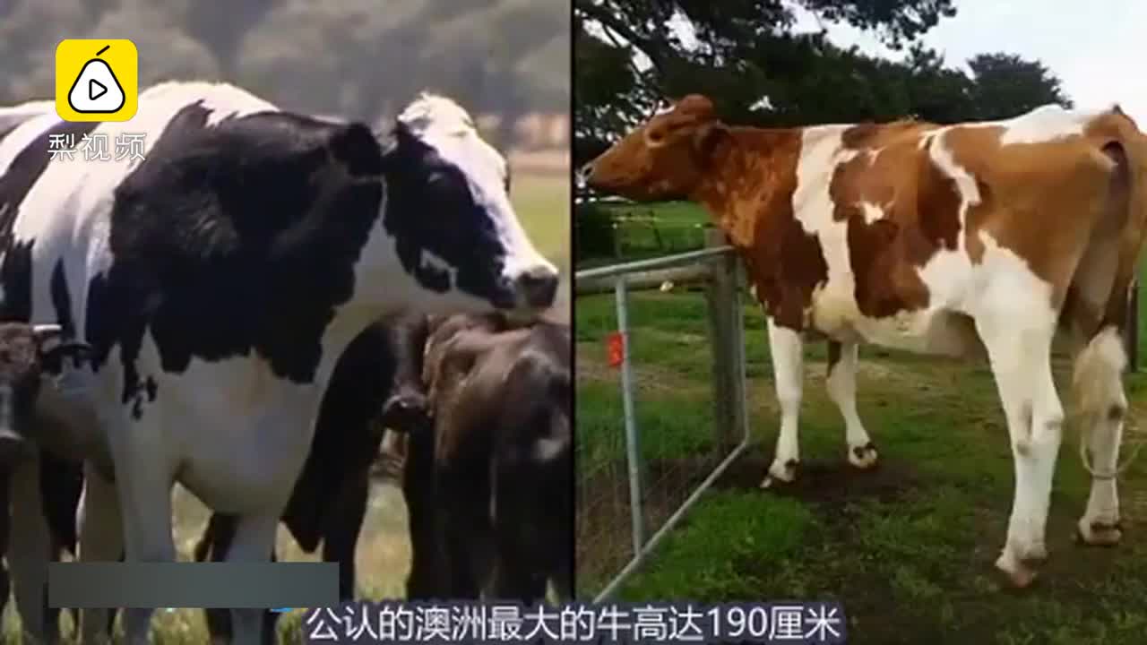 [视频]身高近两米！澳大利亚最大的奶牛