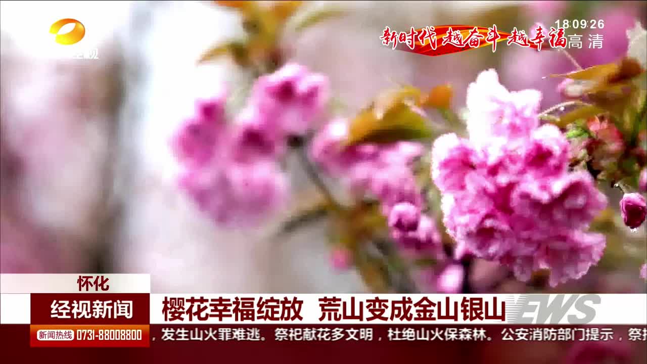 樱花幸福绽放 荒山变成金山银山