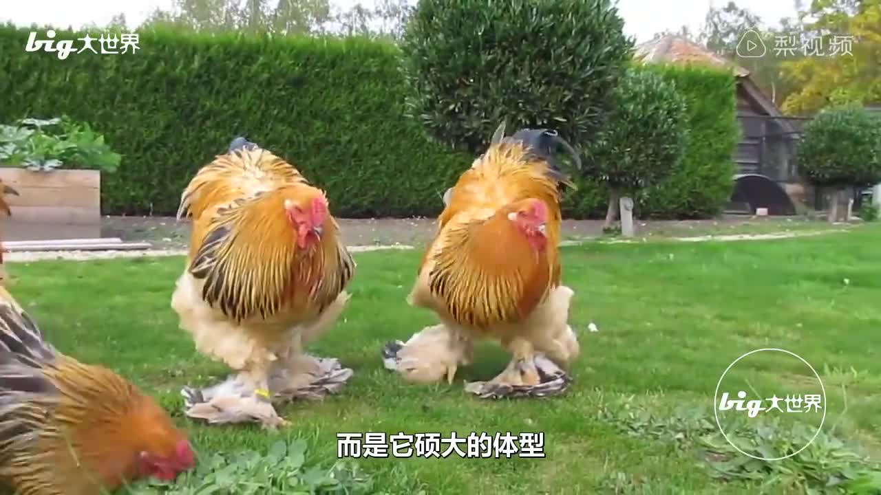 [视频]美国身高1.2米的巨型鸡 网友：一锅炖不下