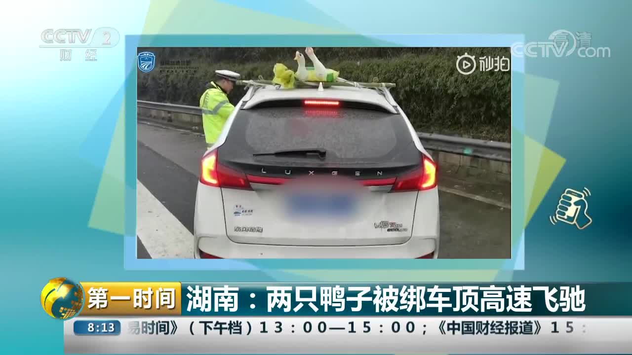 [视频]湖南：两只鸭子被绑车顶高速飞驰