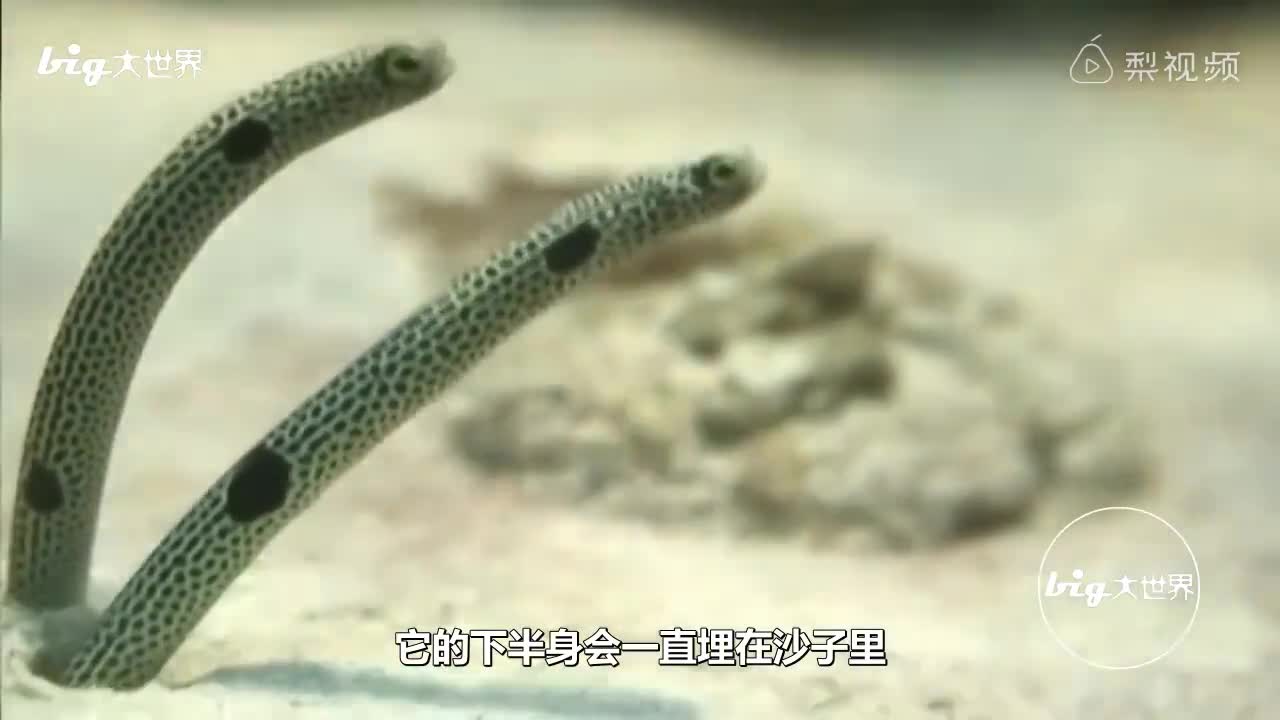 [视频]世界最胆小的鱼，一紧张就会被吓死