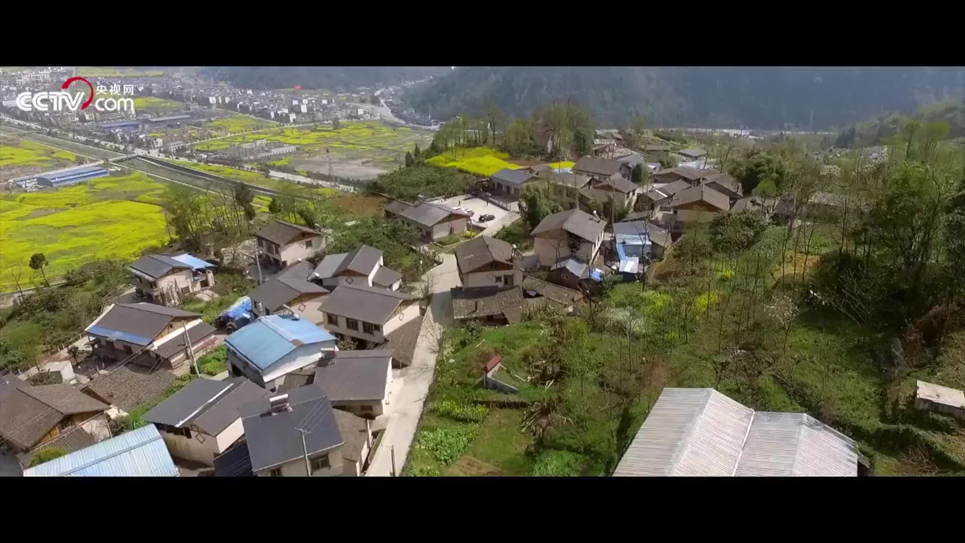 [视频]“绝地”奇迹：他们用10年，把震毁的树一棵一棵栽回去