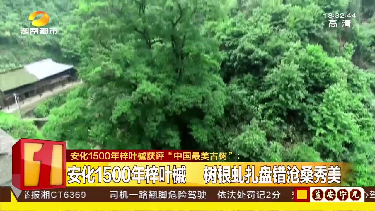 安化1500年梓叶槭 获评“中国最美古树”