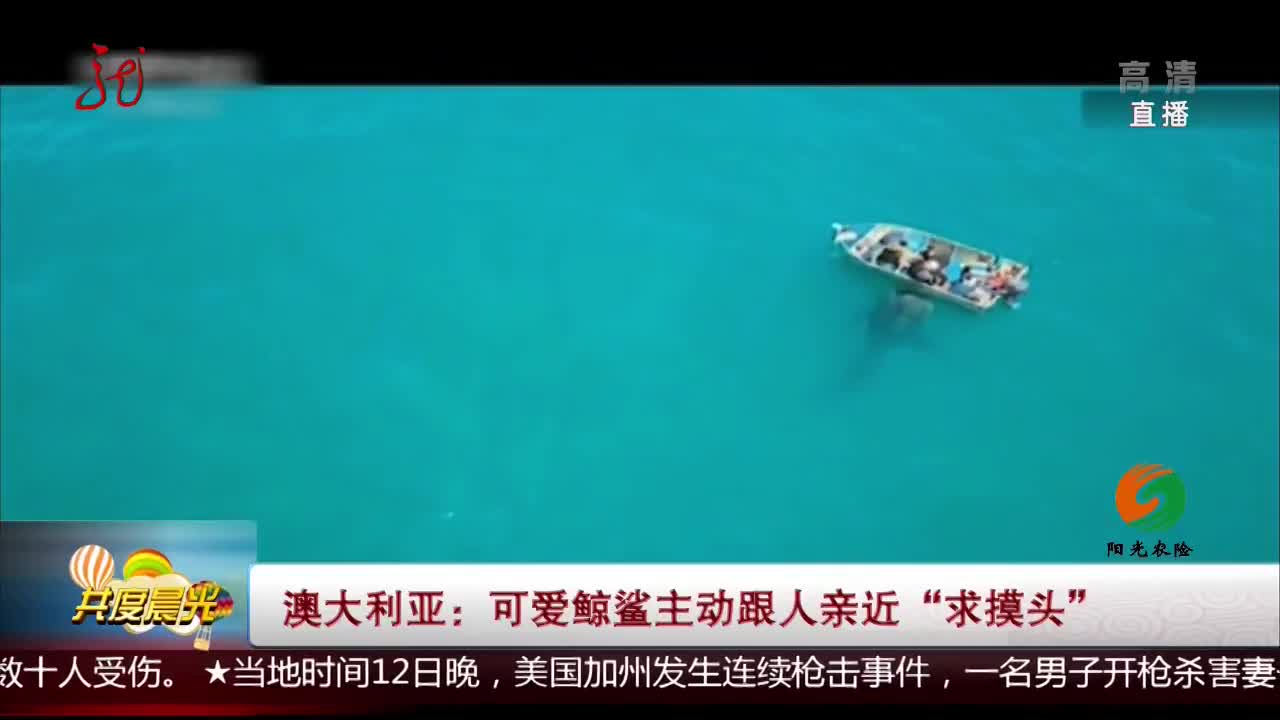 [视频]澳大利亚：可爱鲸鲨主动跟人亲近“求摸头”