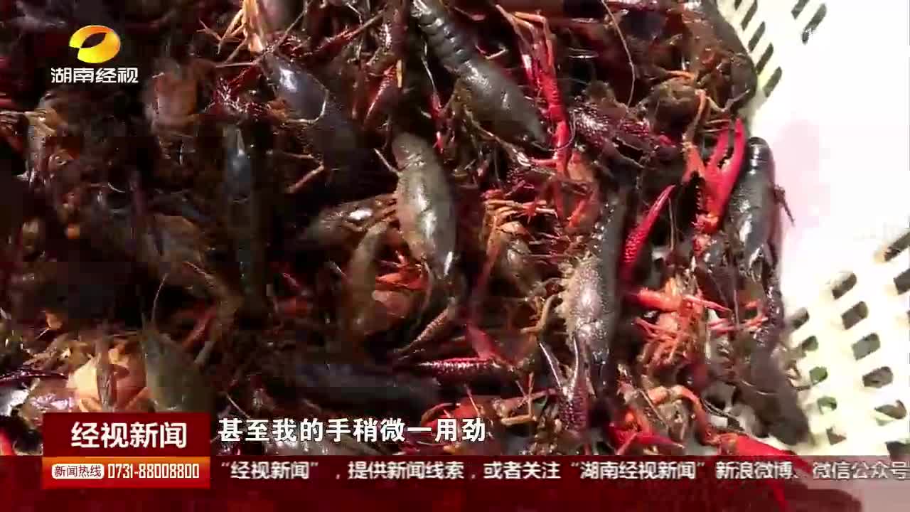 活蹦乱跳 鲜虾出湖了