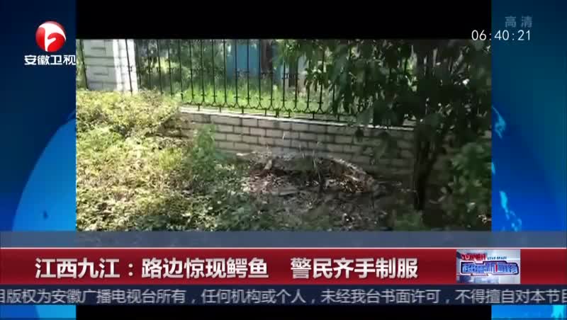 [视频]江西九江：路边惊现鳄鱼 警民齐手制服