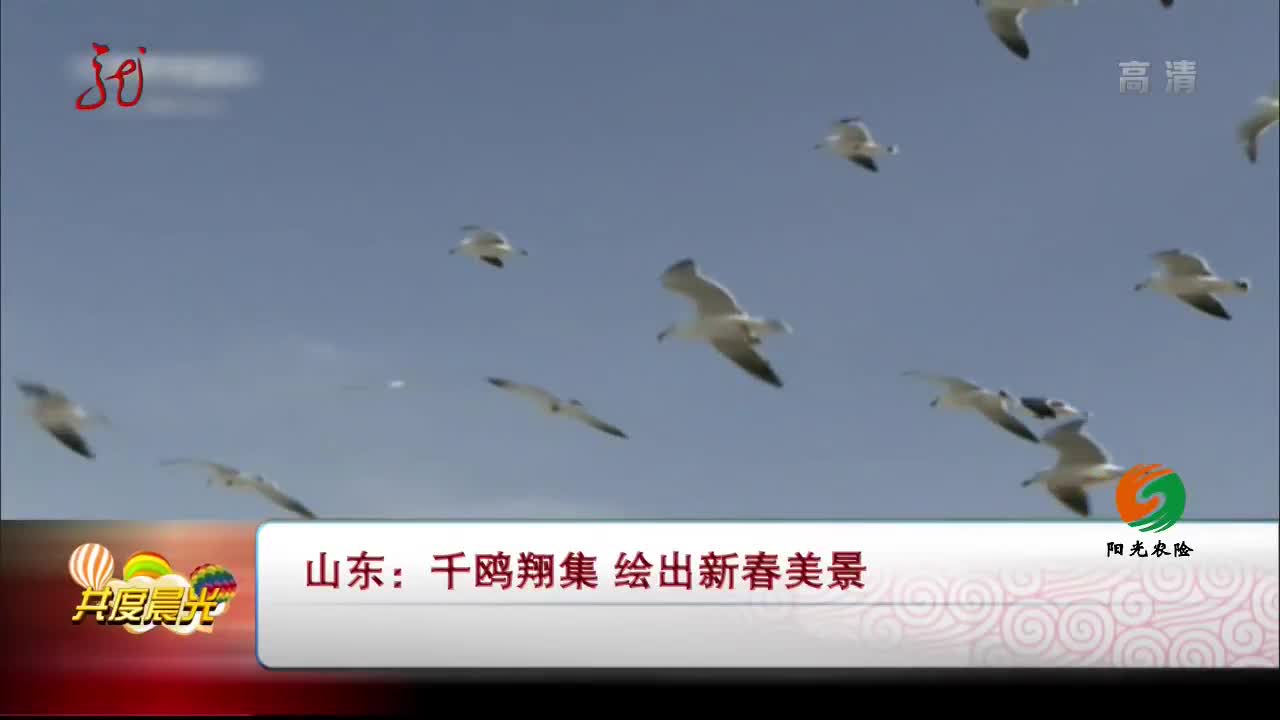 [视频]山东：千鸥翔集 绘出新春美景
