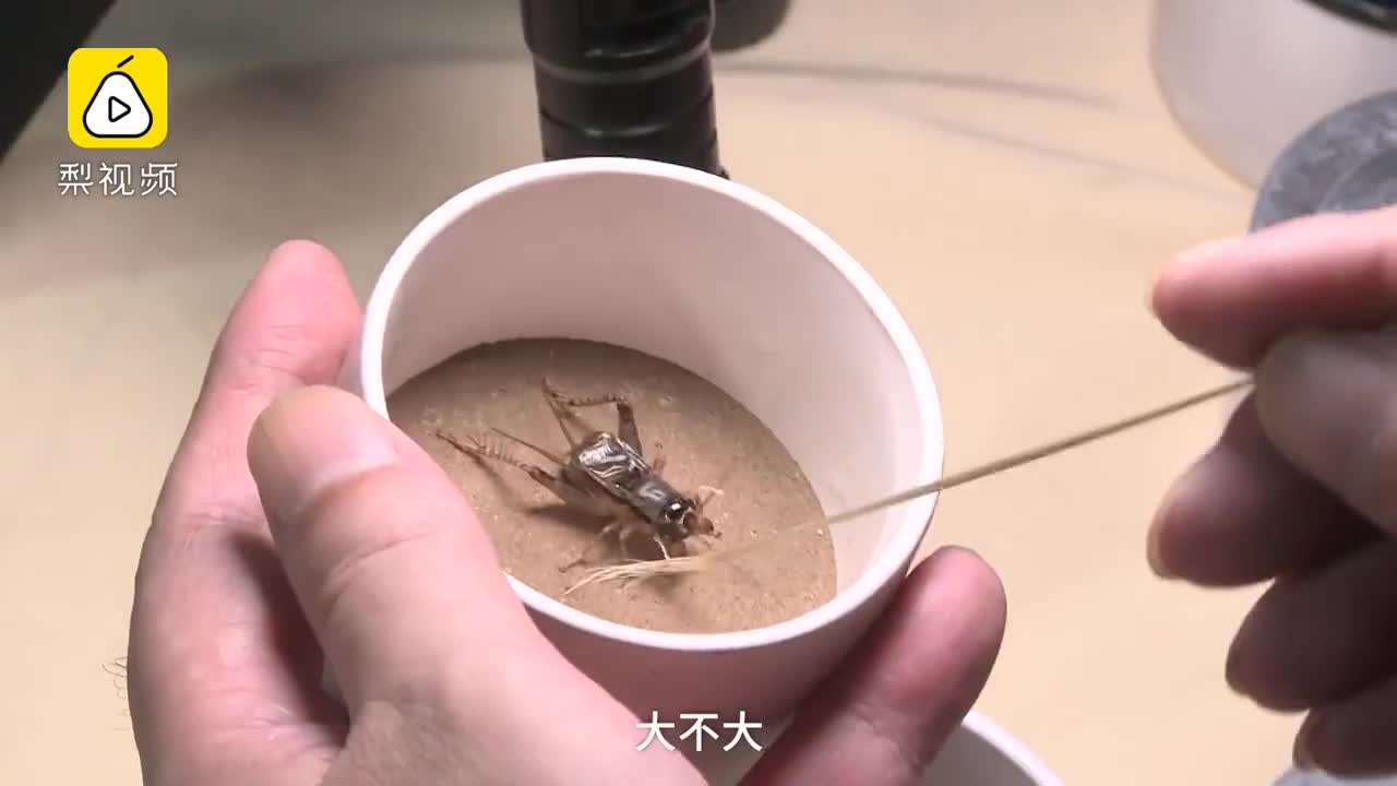 [视频]一只蟋蟀卖1.7万 土豪带200万来扫货