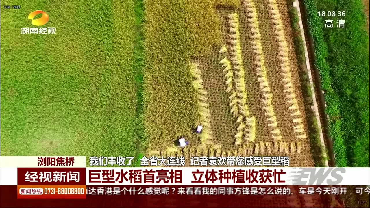 浏阳巨型水稻亮相 立体种植收获忙