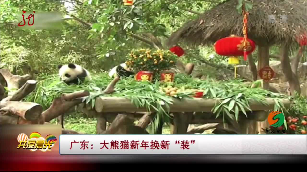 [视频]广东：大熊猫新年换新“装”