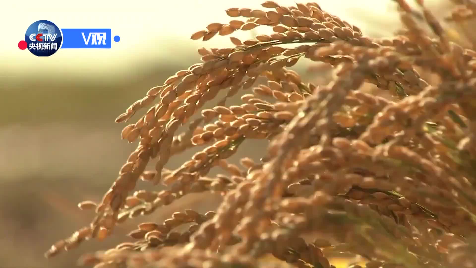 [视频]习近平致贺首个中国农民丰收节