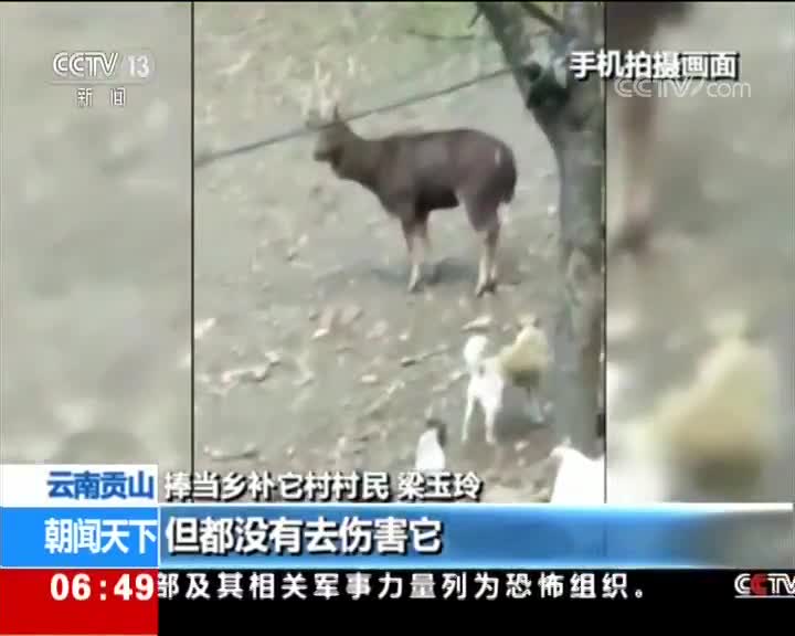 [视频]云南贡山：水鹿造访村寨 相机记录珍贵影像