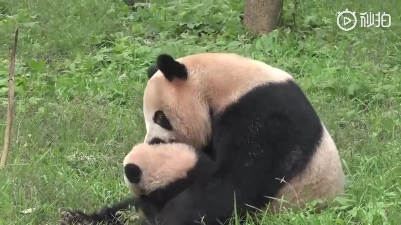 [视频]重庆动物园熊猫宝宝 第一次跟妈妈走出笼舍