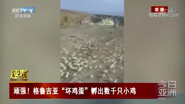 [视频]顽强！格鲁吉亚“坏鸡蛋”孵出数千只小鸡