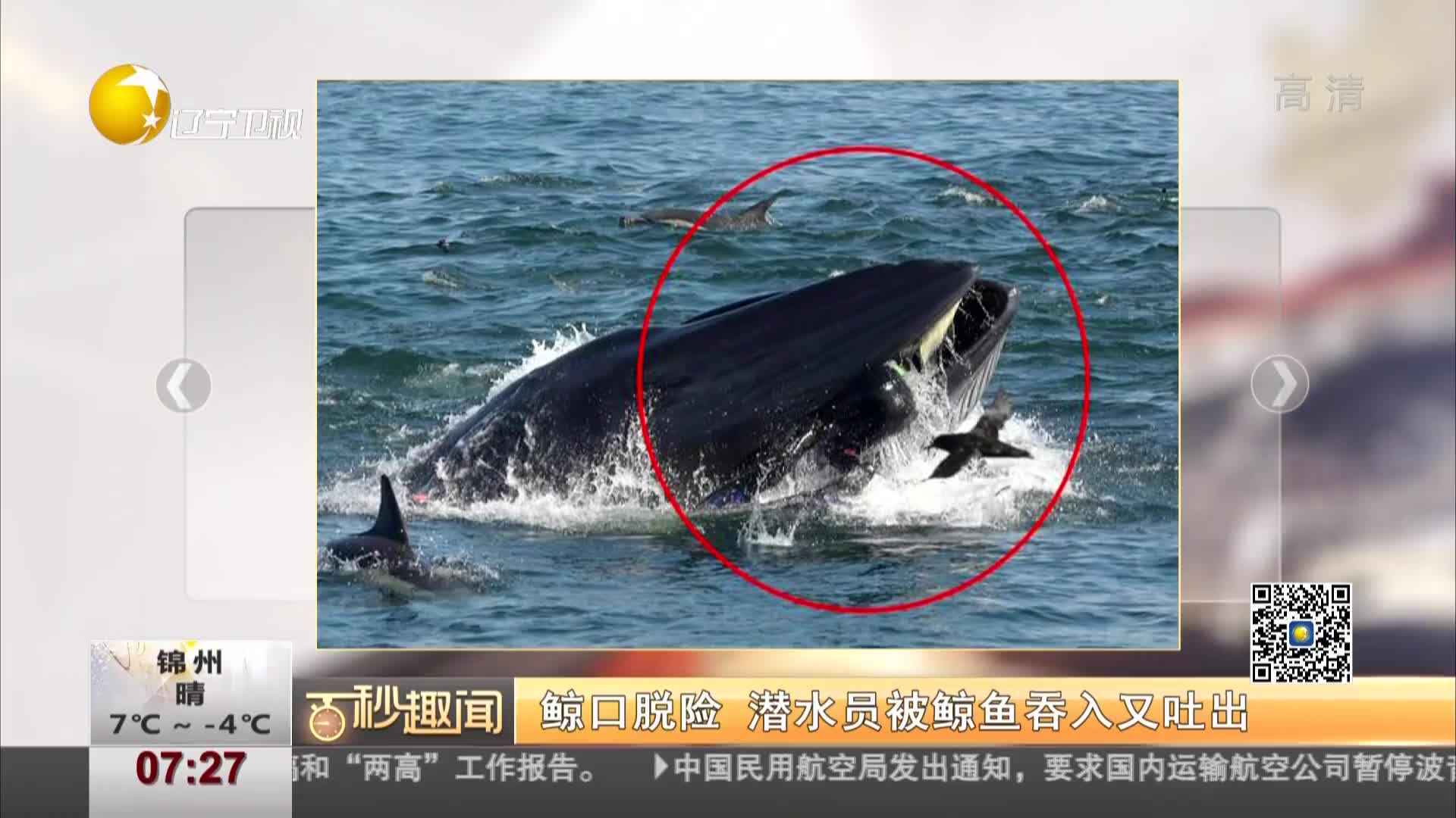 [视频]潜水员被鲸鱼吞入又吐出