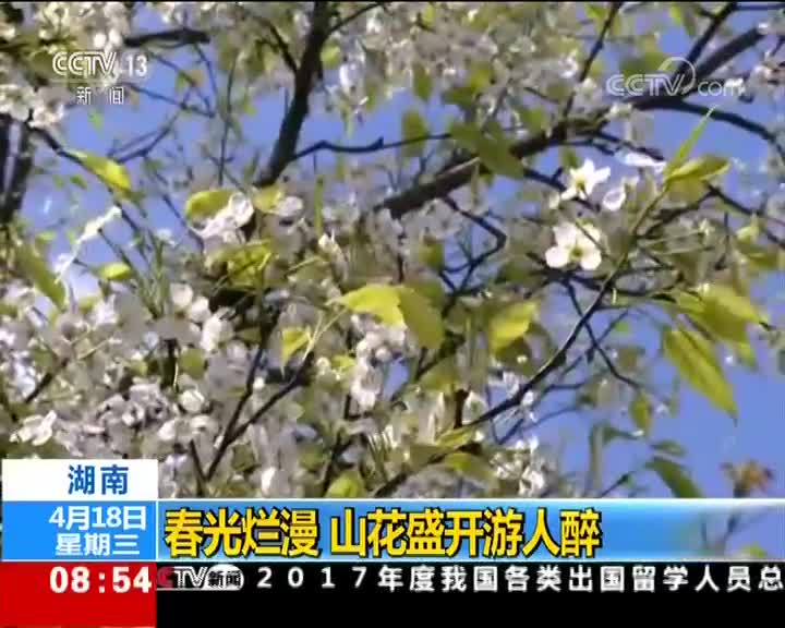 [视频]湖南 春光烂漫 山花盛开游人醉