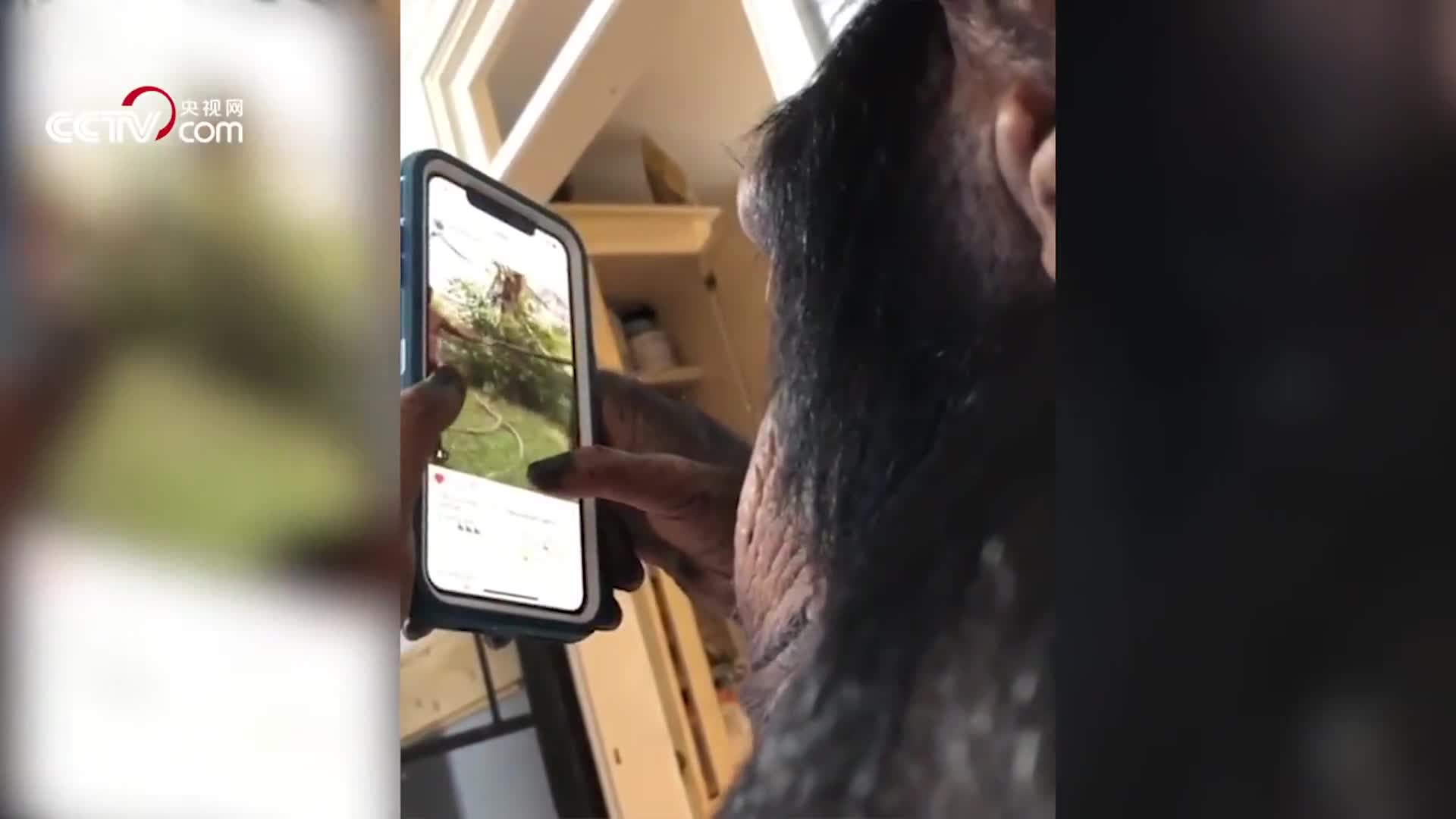 [视频]你看这只黑猩猩玩手机的样子像不像你？