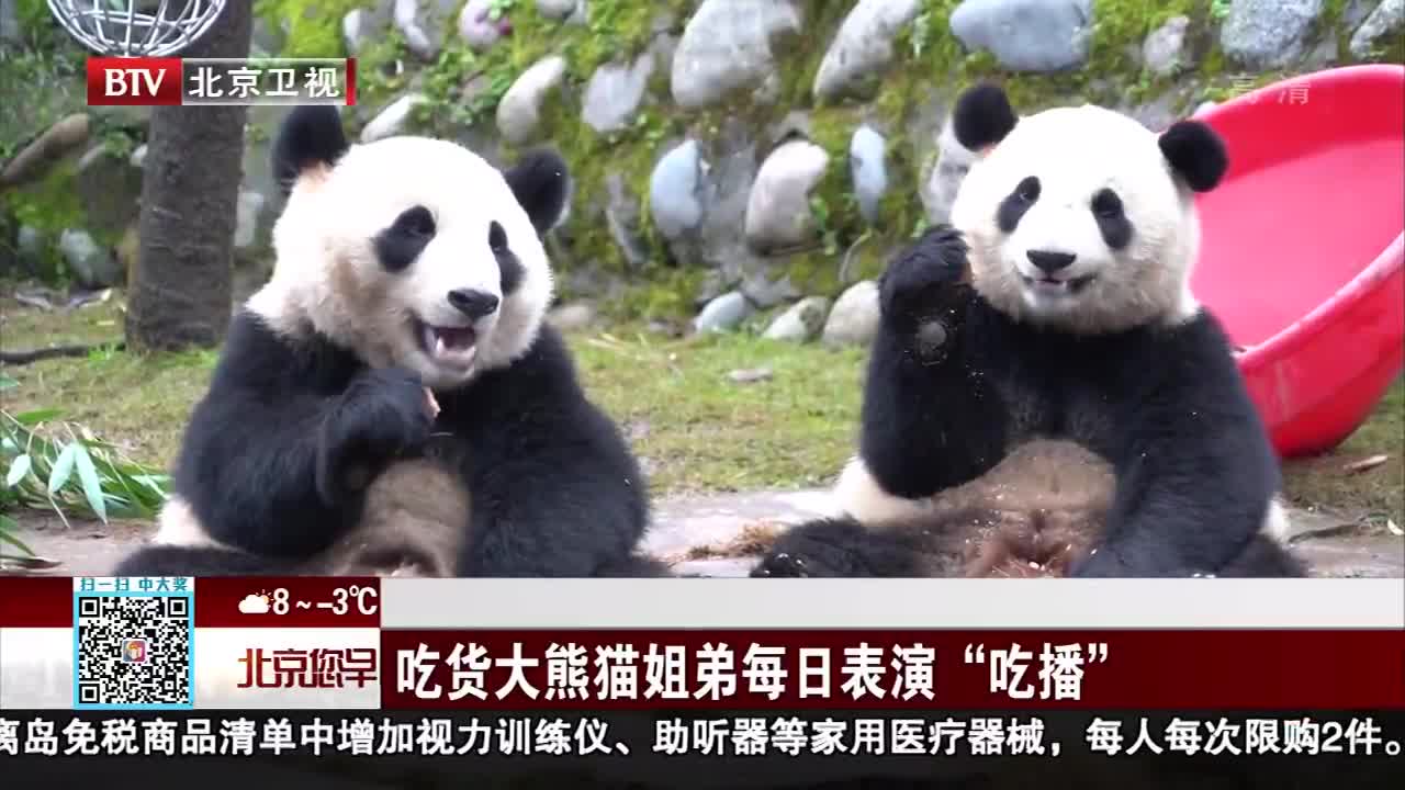[视频]吃货大熊猫姐弟每日表演“吃播”