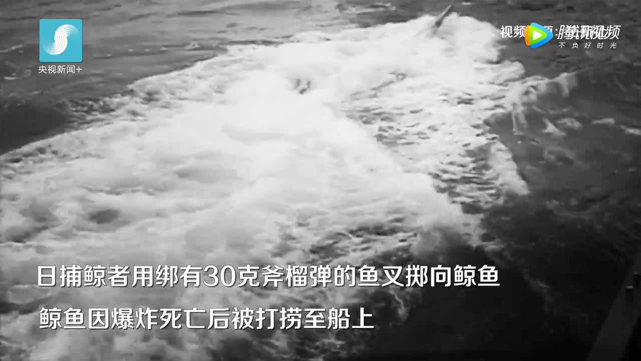 [视频]残忍！日本捕杀122头怀孕母鲸114头幼鲸遭谴责 辩称“科学研究”