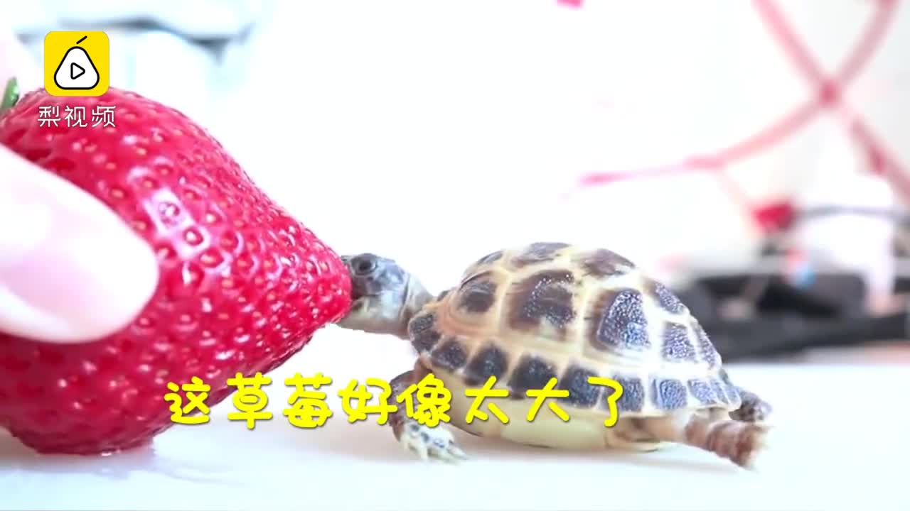 [视频]小乌龟吃大草莓：萌到融化啦！