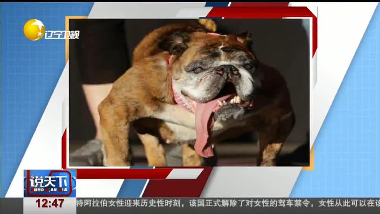 [视频]“丑压群犬” 世界最丑狗狗新冠军诞生