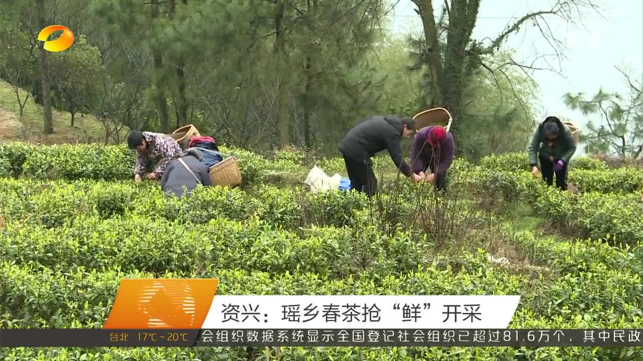 资兴：瑶乡春茶抢“鲜”开采