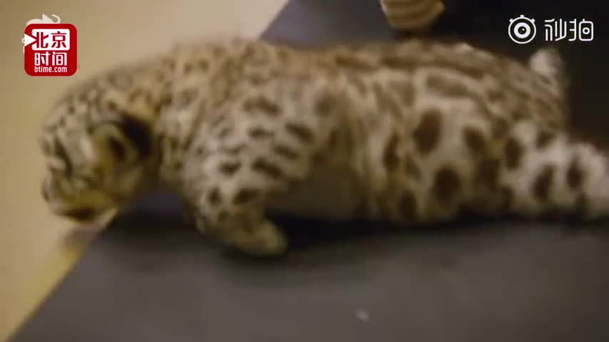 [视频]吃奶吃太胖居然站不起来了？雪豹宝宝还不会走路便被勒令减肥