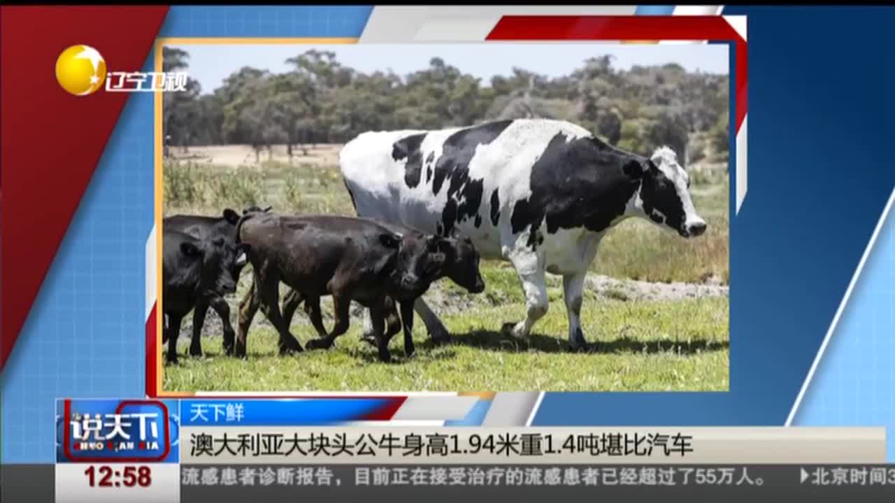 [视频]澳大利亚大块头公牛身高1.94米重1.4吨堪比汽车